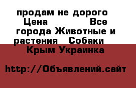 продам не дорого › Цена ­ 10 000 - Все города Животные и растения » Собаки   . Крым,Украинка